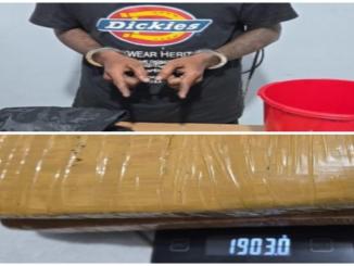 Polisi Polsek Mandau menunjukkan paket ganja kering hasil penggerebekan.