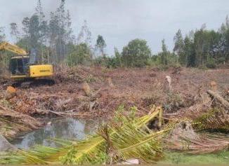 Area mangrove di Bantan Sari yang dibuka hingga dekat garis pantai.