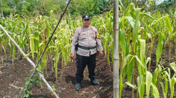Kapolsek Bantan memeriksa tanaman jagung pipil di lahan ketahanan pangan Desa Sukamaju, Bengkalis.