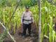 Kapolsek Bantan memeriksa tanaman jagung pipil di lahan ketahanan pangan Desa Sukamaju, Bengkalis.