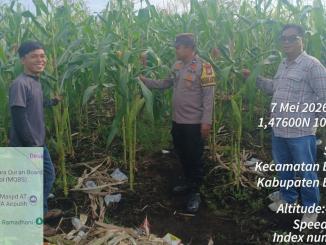 Bhabinkamtibmas Desa Senggoro memantau tanaman jagung binaan Polsek Bengkalis.