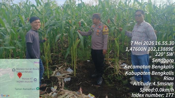 Bhabinkamtibmas Desa Senggoro memantau tanaman jagung binaan Polsek Bengkalis.